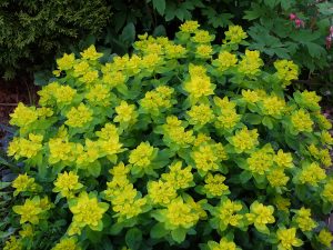 Молочай многоцветковый (Euphorbia Polychroma, Euphorbia Epithymoides)