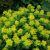 Молочай многоцветковый (Euphorbia polychroma) © blumgarden.ru