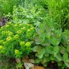 Молочай многоцветковый в цветнике с компаньонами © blumgarden.ru