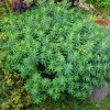 Молочай многоцветковый в июле © blumgarden.ru