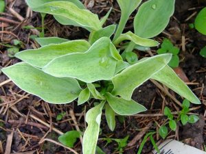 Хоста «Башфул» (Hosta Bashful)