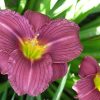 Лилейник Поун оф Професи (Hemerocallis Pawn of Prophecy) © blumgarden.ru