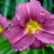 Лилейник Поун оф Професи (Hemerocallis Pawn of Prophecy) © blumgarden.ru