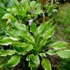 Hosta Bachelor Party © blumgarden.ru
