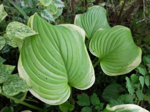 Хоста «Фрагрант Букет» (Hosta Fragrant Bouquet)