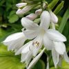 Хоста Fragrant Bouquet © blumgarden.ru
