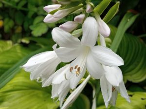 Хоста Fragrant Bouquet © Blumgarden.ru