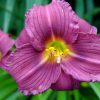 Лилейник Поун оф Професи (Hemerocallis Pawn of Prophecy) © blumgarden.ru