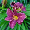 Лилейник миниатюрный Поун оф Професи (Hemerocallis Pawn of Prophecy) © blumgarden.ru