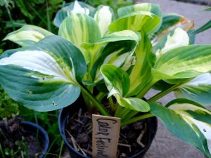 Хоста «Колор Фестиваль» (Hosta Color Festival)