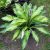 Хоста Hawaiian Luau © blumgarden.ru