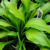 Хоста «Гавайен Луау» (Hosta Hawaiian Luau) © blumgarden.ru