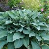 Хоста Krossa Regal слизнеустойчивая © blumgarden.ru