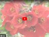 Айва японская - Видео © Blumgarden.ru