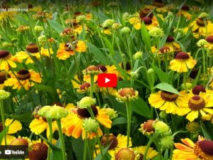 Гелениум осенний желтый - видео с Ютуб © Blumgarden.ru