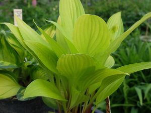 Хоста «Черри Тарт» (Hosta Cherry Tart)