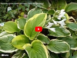 Хоста Diana Remembered видео с YouTube © Blumgarden.ru