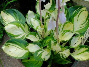 Хоста «Энчантед Мист» (Hosta Enchanted Mist)