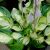 Хоста Энчантед Мист (Hosta Enchanted Mist) © blumgarden.ru