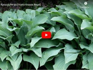 Видео хоста Krossa Regal © Blumgarden.ru
