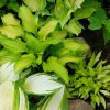 Маленькая хоста Драгон Тэйлс в цветнике среди хост © blumgarden.ru