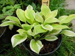 Хоста «Хевенли Тиара» (Hosta Heavenly Tiara)