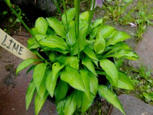 Хоста «Твист оф Лайм» (Hosta Twist Of Lime)