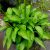 Хоста мини Twist of Lime © blumgarden.ru