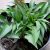 Хоста Парадайз Паппет (Hosta Paradise Puppet) © blumgarden.ru