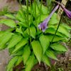 Хоста Twist of Lime © blumgarden.ru
