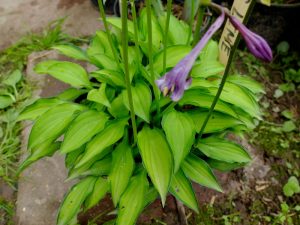 Хоста Twist Of Lime © Blumgarden.ru