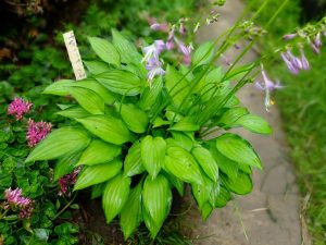 Хоста «Твист оф Лайм» (Hosta Twist Of Lime)