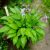 Хоста Twist of Lime цветущий куст © blumgarden.ru