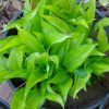 Хоста Twist of Lime © blumgarden.ru
