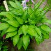 Пышная бордюрная хоста «Твист оф Лайм» © blumgarden.ru