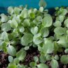 Рассада лихниса корончатого © blumgarden.ru