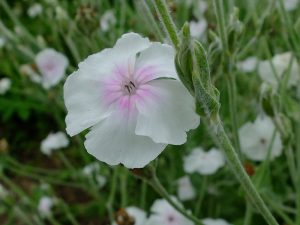 Лихнис корончатый белый «Ангельские румяна» (Lychnis Coronaria Angel’s Blush)