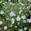 Лихнис Ангельские румяна © blumgarden.ru