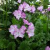 Цветущая примула Зибольда © blumgarden.ru