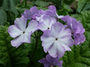 Примула Зибольда (Primula Sieboldii)