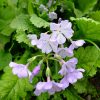 Зонтичная японская примула © blumgarden.ru