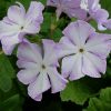 Primula sieboldii Coshibori © blumgarden.ru
