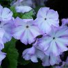 Primula sieboldii © blumgarden.ru