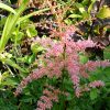Розовая астильба Фламинго © blumgarden.ru