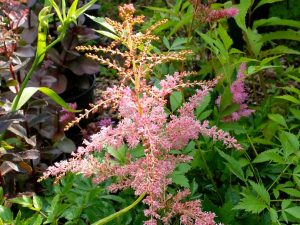 Астильба Арендса «Фламинго» (Astilbe Arendsii Flamingo)