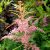 Астильба Арендса Фламинго (Astilbe Arendsii Flamingo) © blumgarden.ru