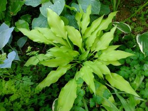 Хоста «Голден Гавайи Луау» (Hosta ‘Golden Hawaiian Luau’)