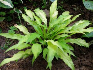 Хоста «Голден Гавайи Луау» (Hosta ‘Golden Hawaiian Luau’)