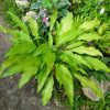 Хоста Golden Hawaiian Luau © blumgarden.ru
