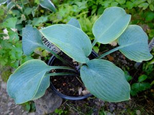 Хоста «Спринг Гост», «Весенний Призрак» (Hosta ‘Spring Ghost’)